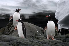 05E Three Gentoo Penguins On The Rocks Below Almirante Brown Station From Zodiac On Quark Expeditions Antarctica Cruise.jpg